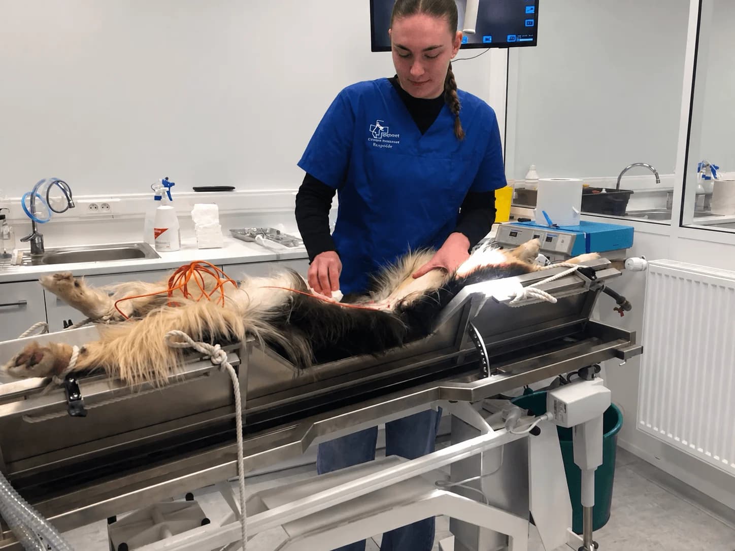 Chien préparé pour une chirurgie